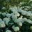 Hydrangea, Proven Winners® Incrediball® Smooth Hydrangea