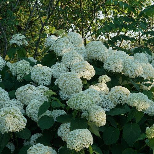 Hydrangea, Proven Winners® Incrediball® Smooth Hydrangea