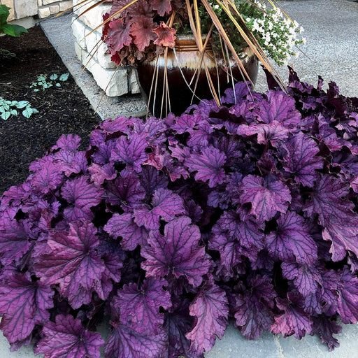 Coral Bells, Forever® Purple Coral Bells