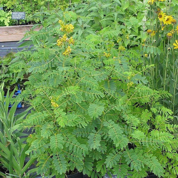Senna hebecarpa  - Wild Senna