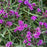 Vernonia 'Prairie Princess'  - Prairie Princess Ironweed