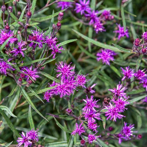 Vernonia 'Prairie Princess'  - Prairie Princess Ironweed