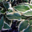 Hosta, Patriot Hosta
