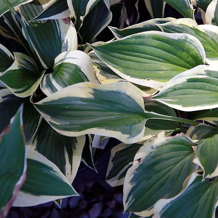 Hosta, Patriot Hosta