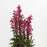 Cardinal Flower, Starship™ Rose Cardinal Flower