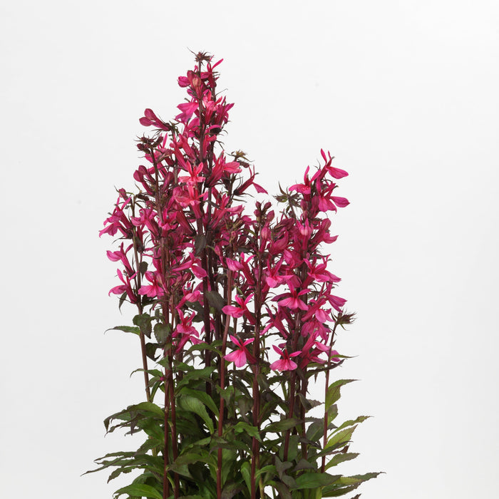 Cardinal Flower, Starship™ Rose Cardinal Flower