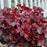 Coral Bells, Dolce® Cherry Truffles Heuchera