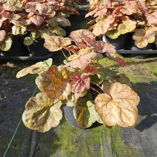 Coral Bells, Apricot Coral Bells