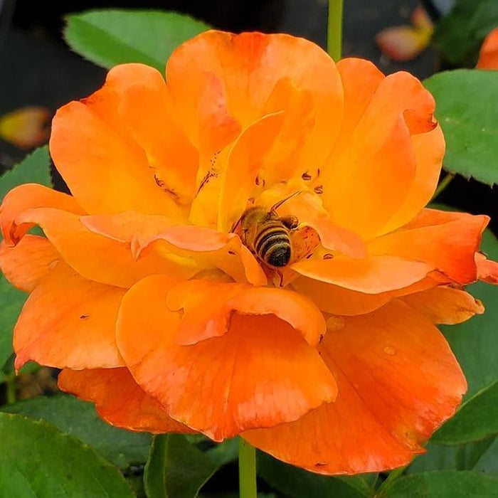 Rose, Easy-to-Love Livin Easy Floribunda Rose