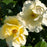 Rose, Easy Bee-zy™ Knock Out® Rose