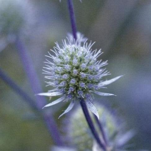 Sea Holly, Blue Glitter Sea Holly