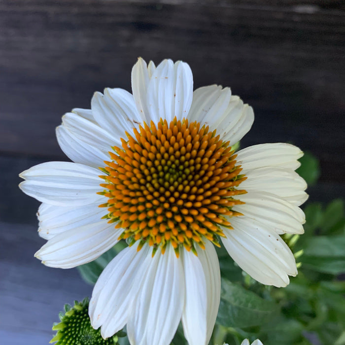 Coneflower, PowWow® White Echinacea