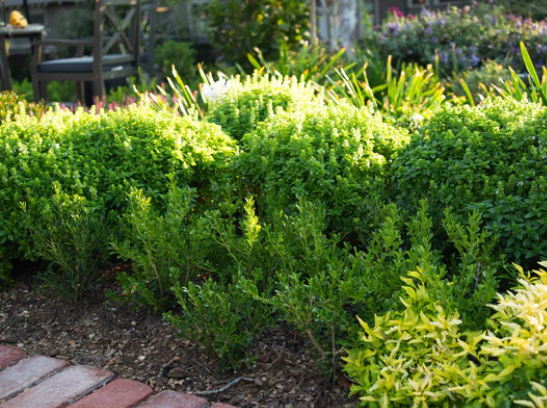 Boxwood, BetterBoxwood® Renaissance™ Boxwood