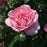 Rose, Romantica® Ball Gown™ Rose