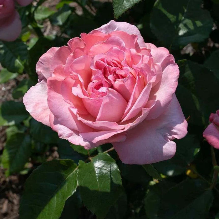 Rose, Romantica® Ball Gown™ Rose