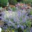 Catmint, Six Hills Giant Catmint