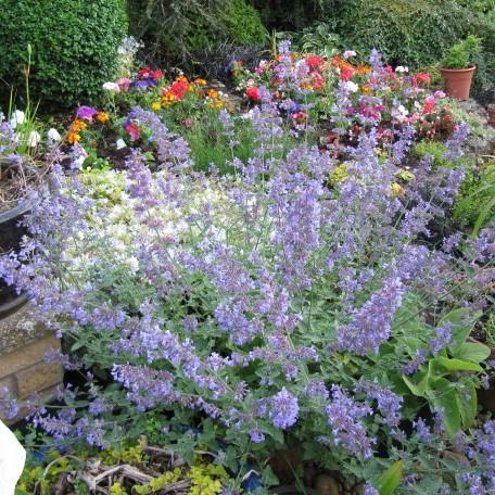 Catmint, Six Hills Giant Catmint