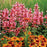 Hyssop,  Kudos™ Ambrosia Hummingbird Mint
