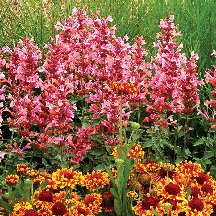 Hyssop,  Kudos™ Ambrosia Hummingbird Mint
