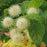 Buttonbush, Sugar Shack® Buttonbush