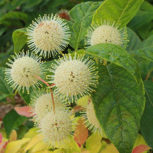 Buttonbush, Sugar Shack® Buttonbush