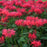 Bee Balm, Sugar Buzz® Cherry Pops Bee Balm