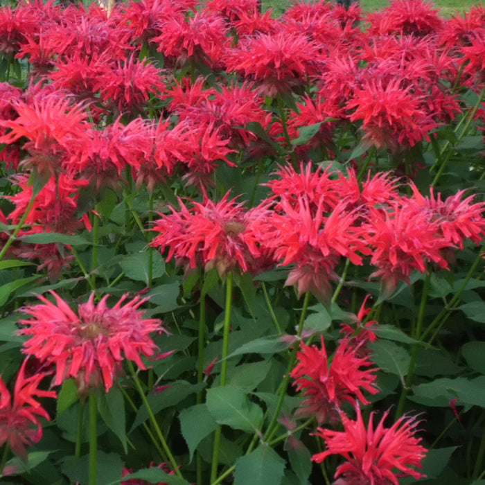 Bee Balm, Sugar Buzz® Cherry Pops Bee Balm