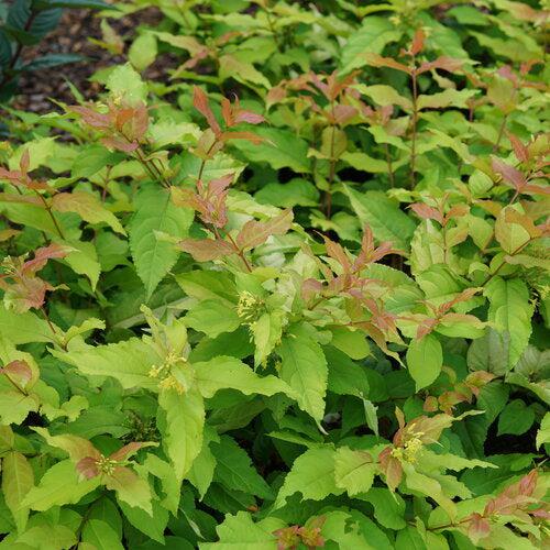 Honeysuckle, Kodiak® Fresh™ Honeysuckle