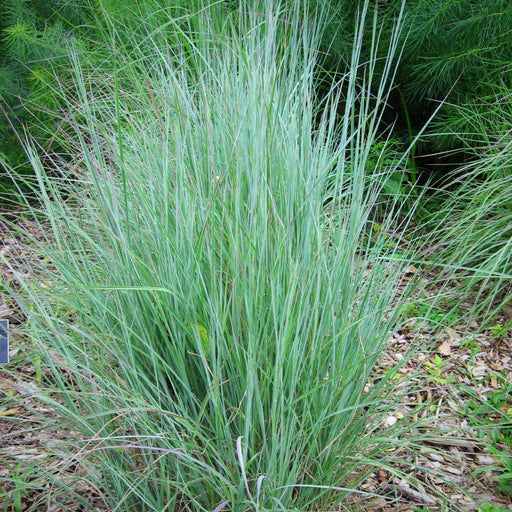 Grass, Little Bluestem