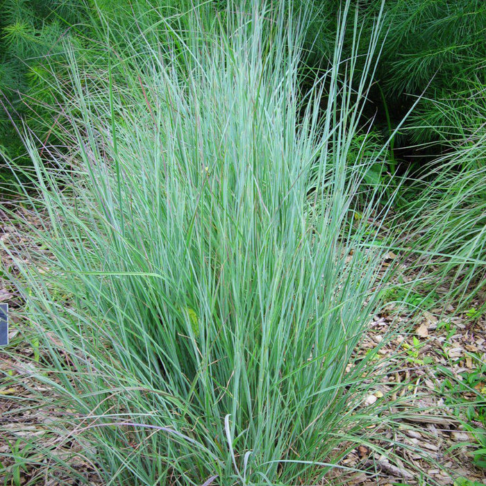 Grass, Little Bluestem