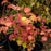 Viburnum, Bailey Compact American Cranberrybush Viburnum
