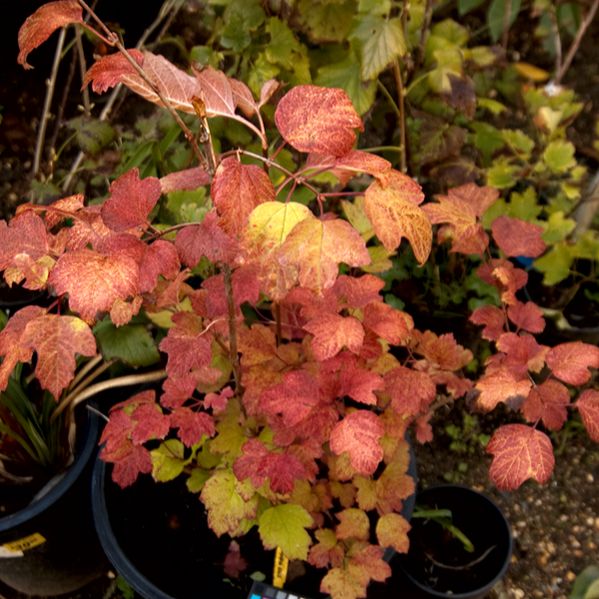 Viburnum, Bailey Compact American Cranberrybush Viburnum