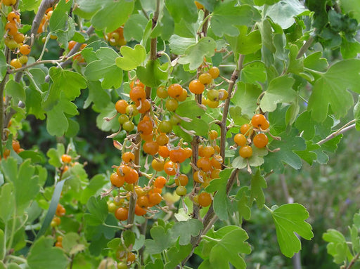 Currant, Sunny Bouquet Golden Currant, 3 gal (21-24 in)