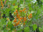 Currant, Sunny Bouquet Golden Currant, 3 gal (21-24 in)