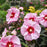 Hibiscus, Summerific® Cherry Choco Latte Hibiscus