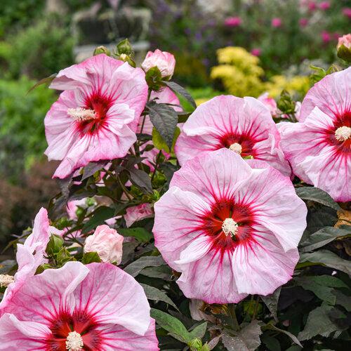 Hibiscus, Summerific® Cherry Choco Latte Hibiscus