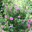 Hibiscus, PW® Lil' Kim® Violet Hibiscus