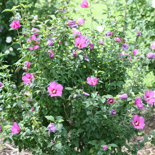 Hibiscus, PW® Lil' Kim® Violet Hibiscus