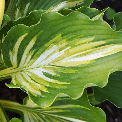 Hosta, Lakeside Paisley Print Hosta