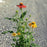 Coneflower, Cheyenne Spirit Echinacea, Coneflower