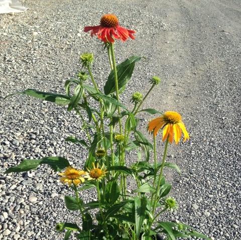 Coneflower, Cheyenne Spirit Echinacea, Coneflower