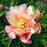 Paeonia 'Julia Rose'  - Julia Rose Itoh Peony
