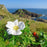 Rose, White Rugosa Rose