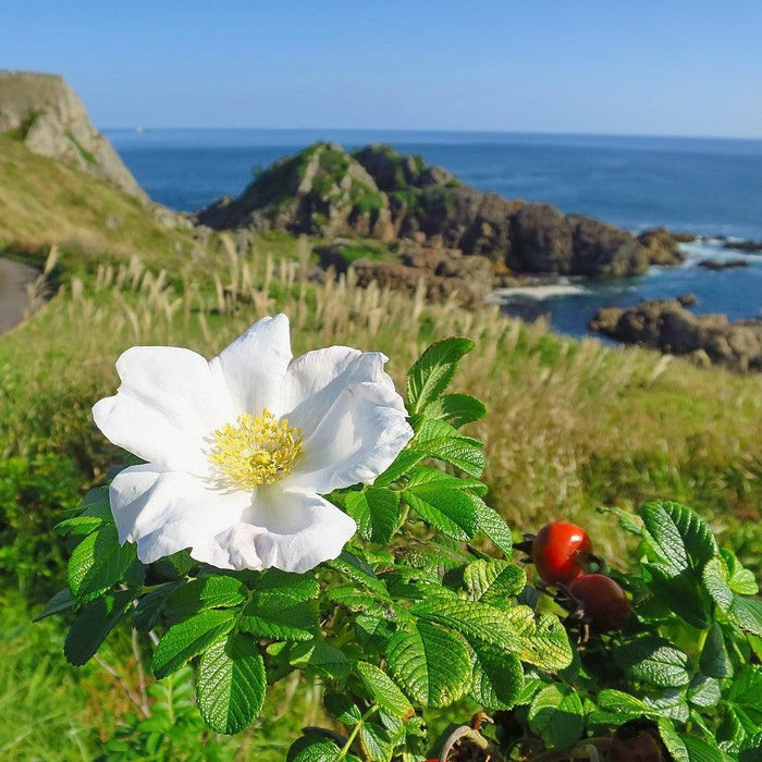 Rose, White Rugosa Rose