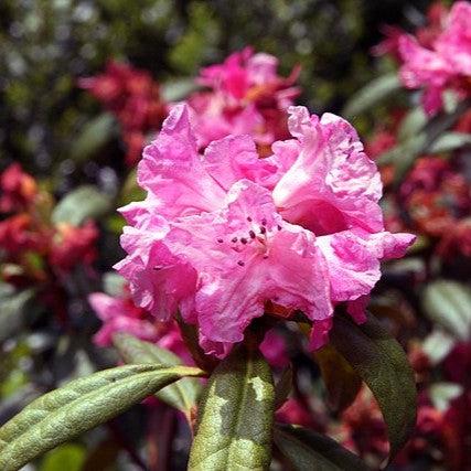 Rhododendron, Landmark Rhododendron