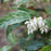 Leucothoe, Paisley Pup® Leucothoe