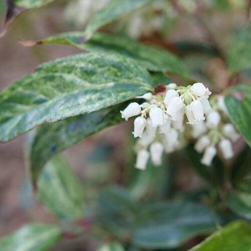 Leucothoe, Paisley Pup® Leucothoe