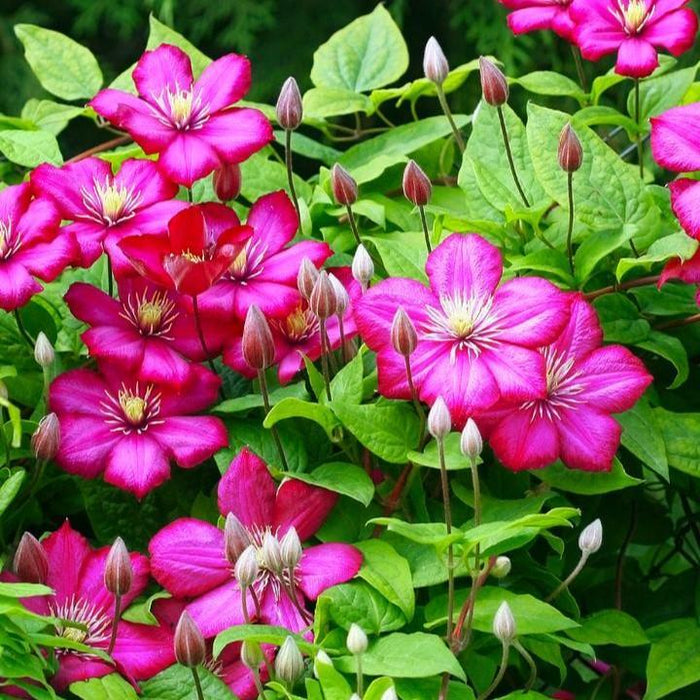 Clematis, Rouge Cardinal Clematis