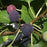Fig, Chicago Hardy Fig