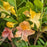 Azalea, Garden Rainbow Azalea